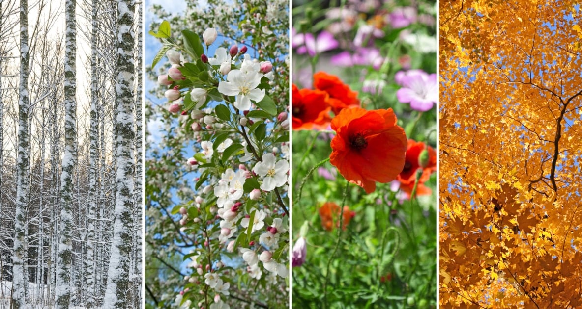 4 tiles depicting the four seasons, showing a snowy forest, flowers in meadow and on trees, and autumn leaves.