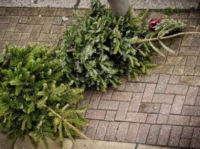 4 Smart Ways To Recycle Your Christmas Tree featured image