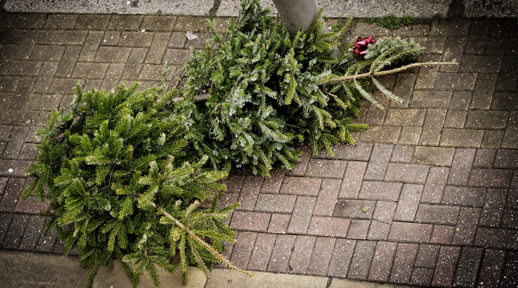 4 Smart Ways To Recycle Your Christmas Tree Farmers' Almanac Plan Your Day. Grow Your Life.