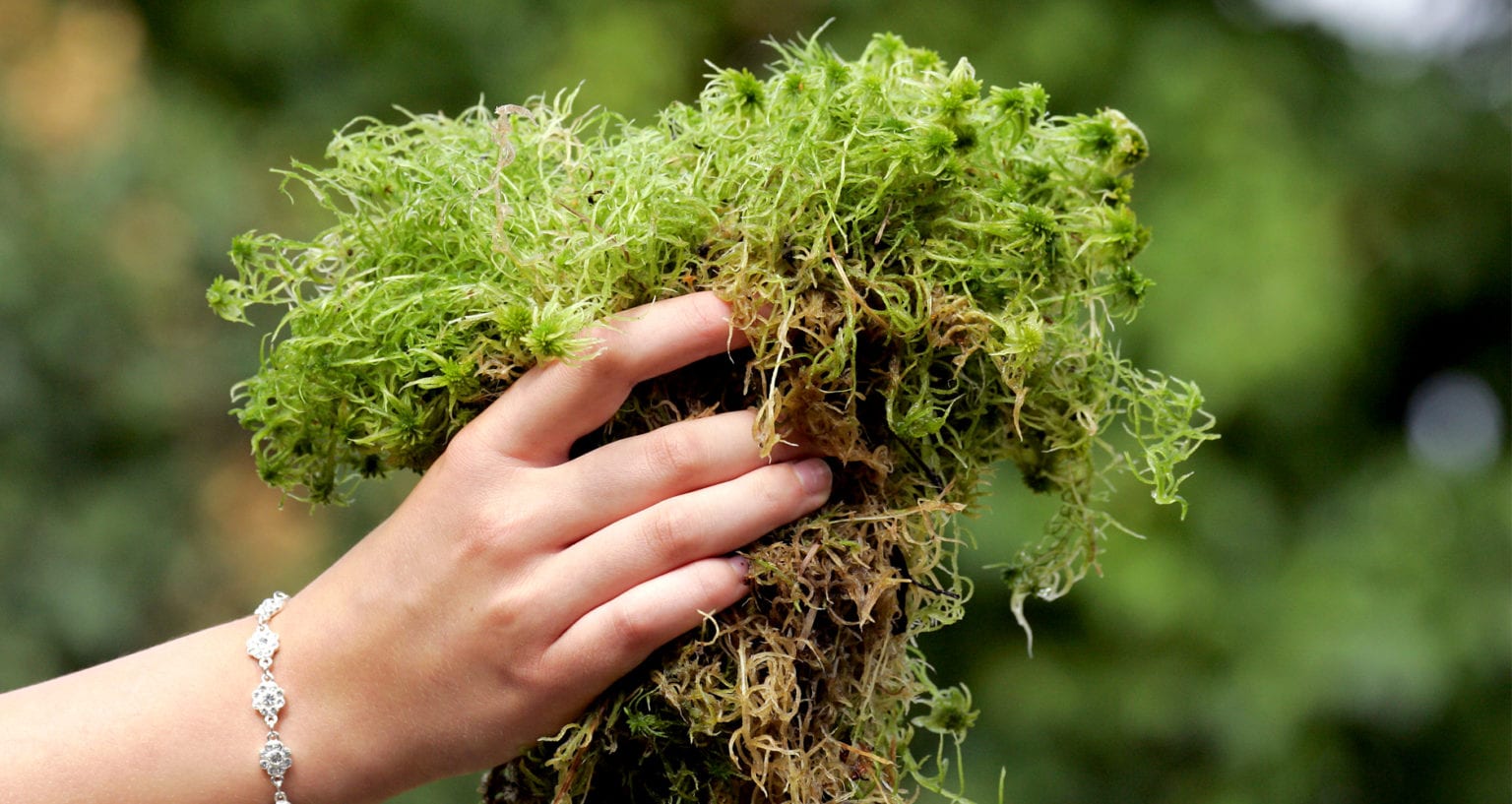 Irish Herb Lore Plants That Heal Farmers' Almanac