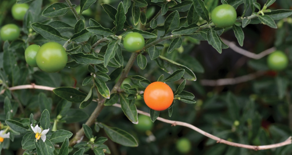 Jerusalem cherry plant.