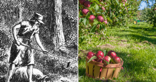 Two tiles, one showing a paint of Johnny Appleseed and the other a basket of apples in an orchard.