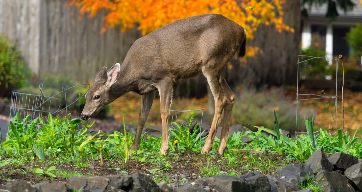 Deer - Moose