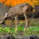 Deer - Moose