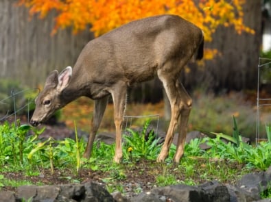 Surefire Ways To Keep Deer Out of Your Garden featured image