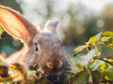 Domestic rabbit - Hares