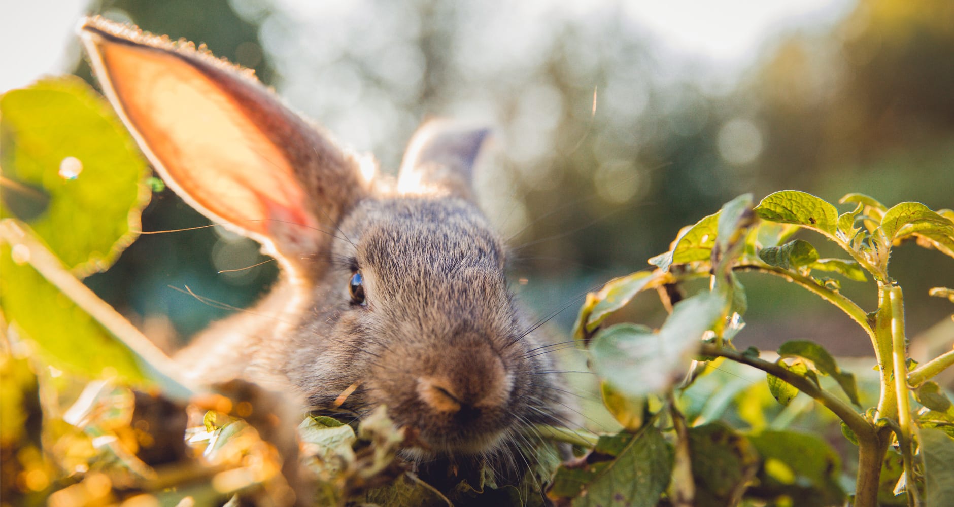 Tips For Keeping Rabbits Out Of Your Garden - Farmers' Almanac - Plan Your  Day. Grow Your Life.