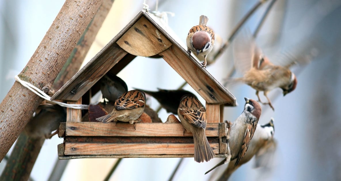 House sparrow - Birds