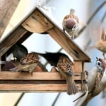 House sparrow - Birds