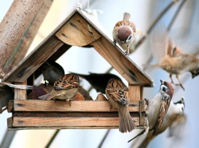 6 Tips To Keep House Sparrows Away From Your Feeders featured image