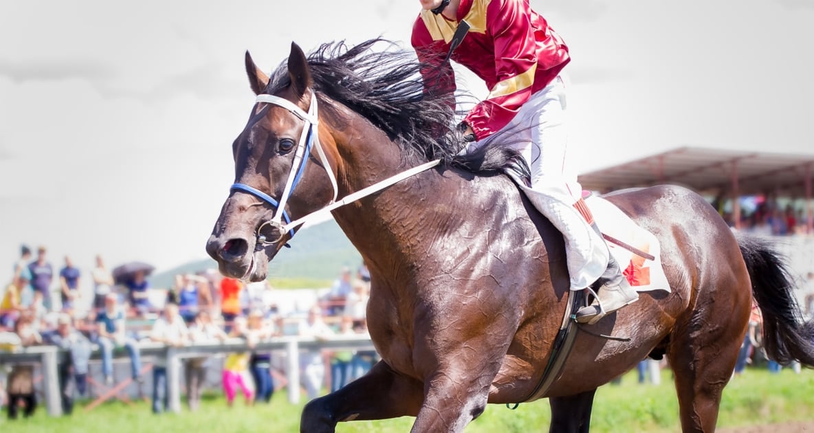 The Kentucky Derby - Thoroughbred