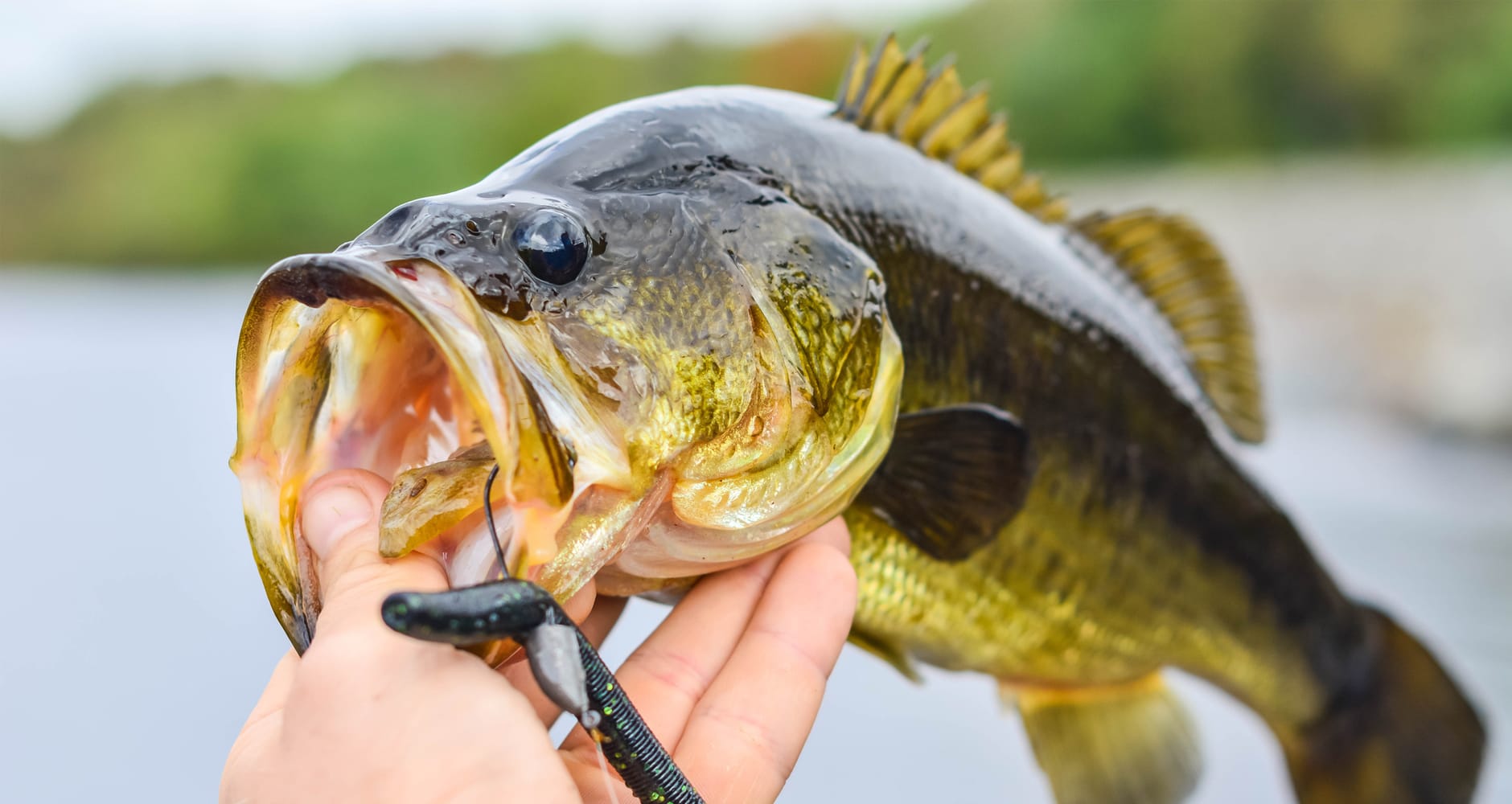 Largemouth bass are a prized favorite catch in the Southeast region of the USA.
