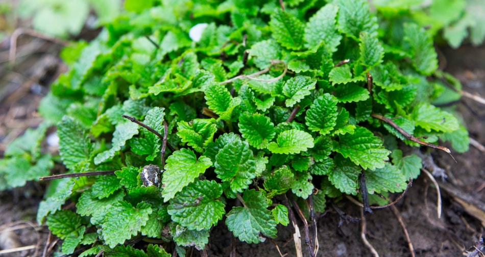 Lemon balm - Herb