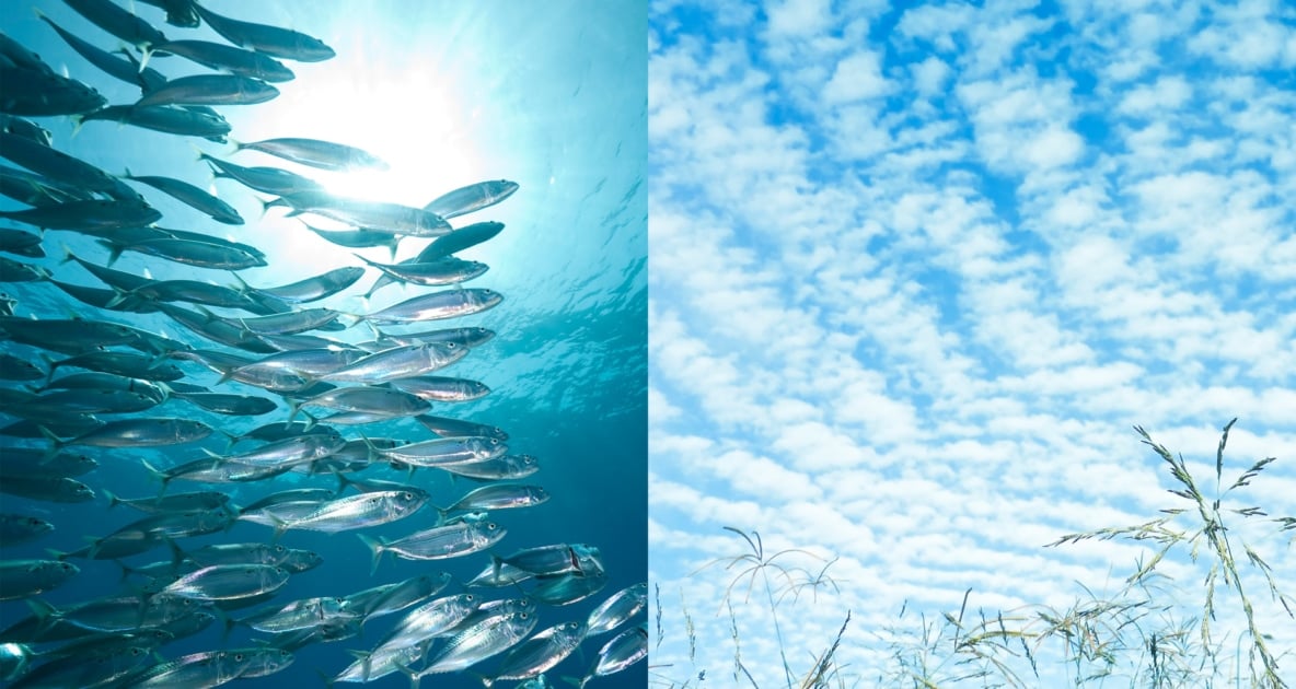 What Does A Mackerel Sky Mean?