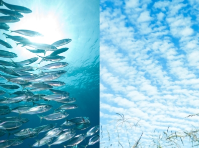 “Mackerel Sky” – Weather Lore That’s A Bit Fishy featured image