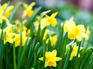 March Flower Lore: Daffodils featured image