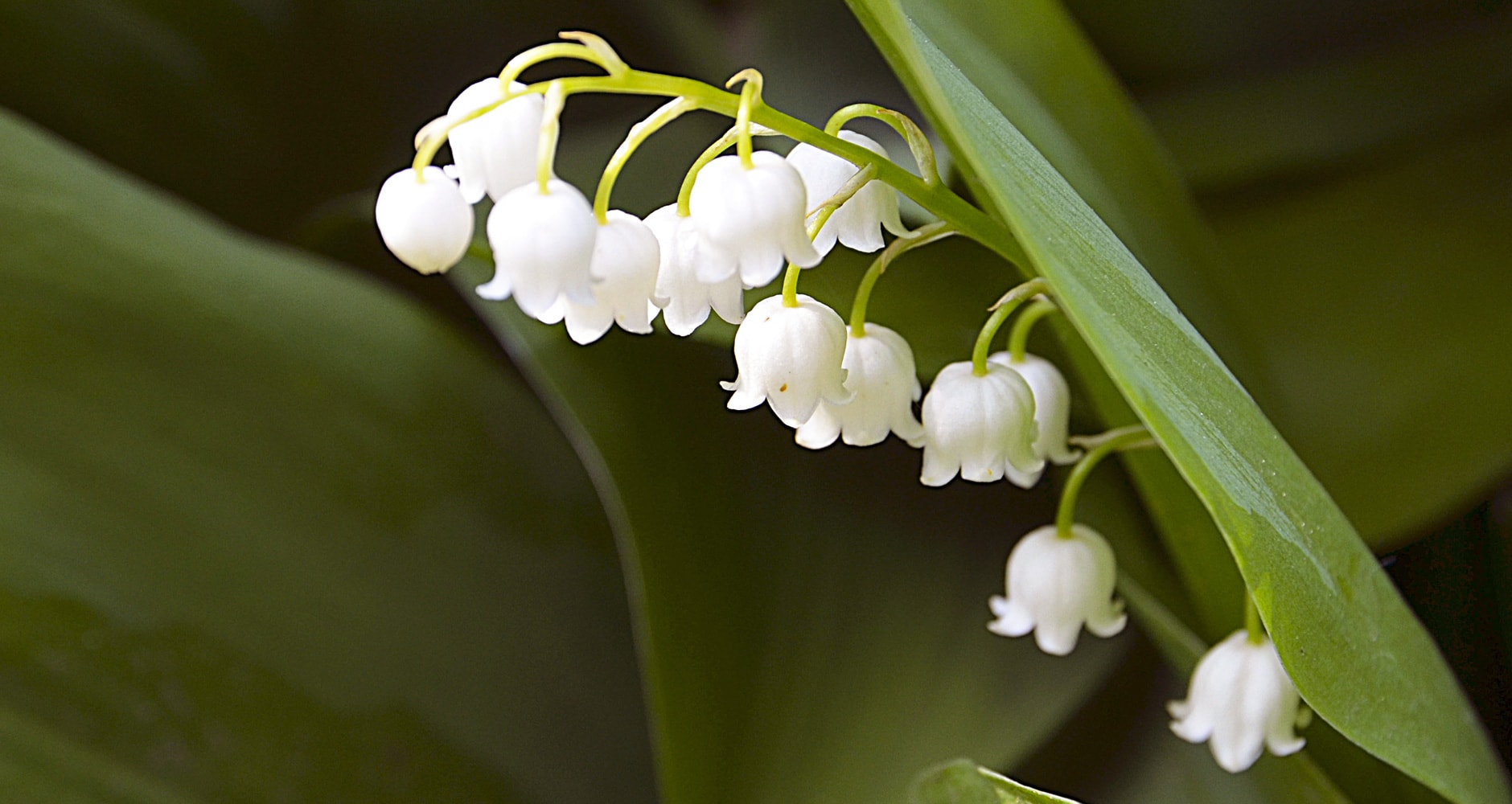 May Birth Flowers: Lily-of-the-Valley and Hawthorn