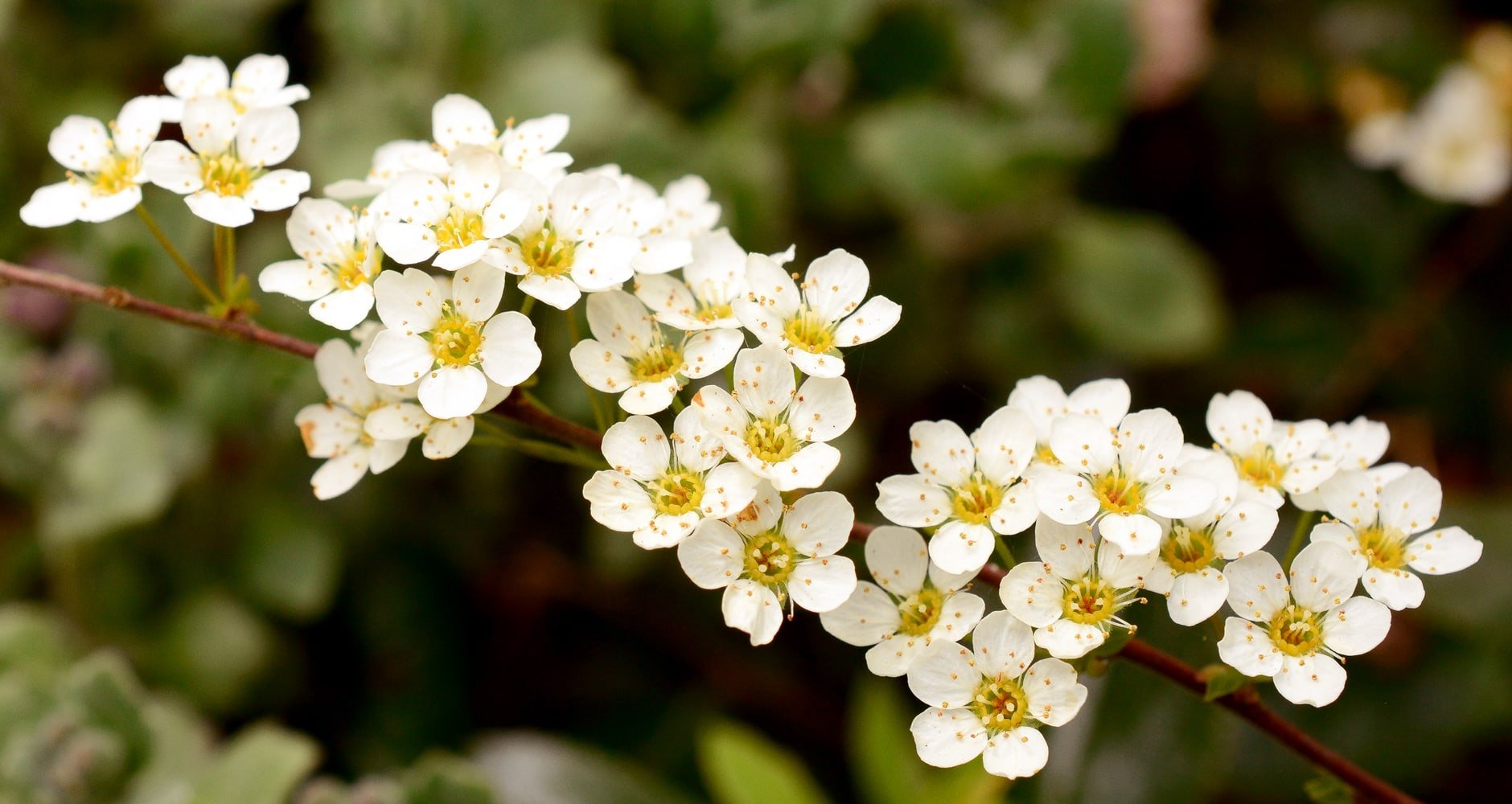 May Flower Lore: Lily of the Valley and Hawthorn - Farmers