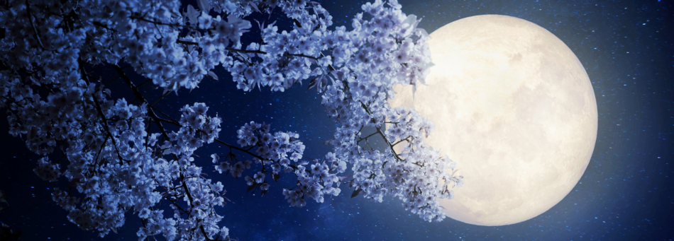 Full moon appearing behind flowers in tree.