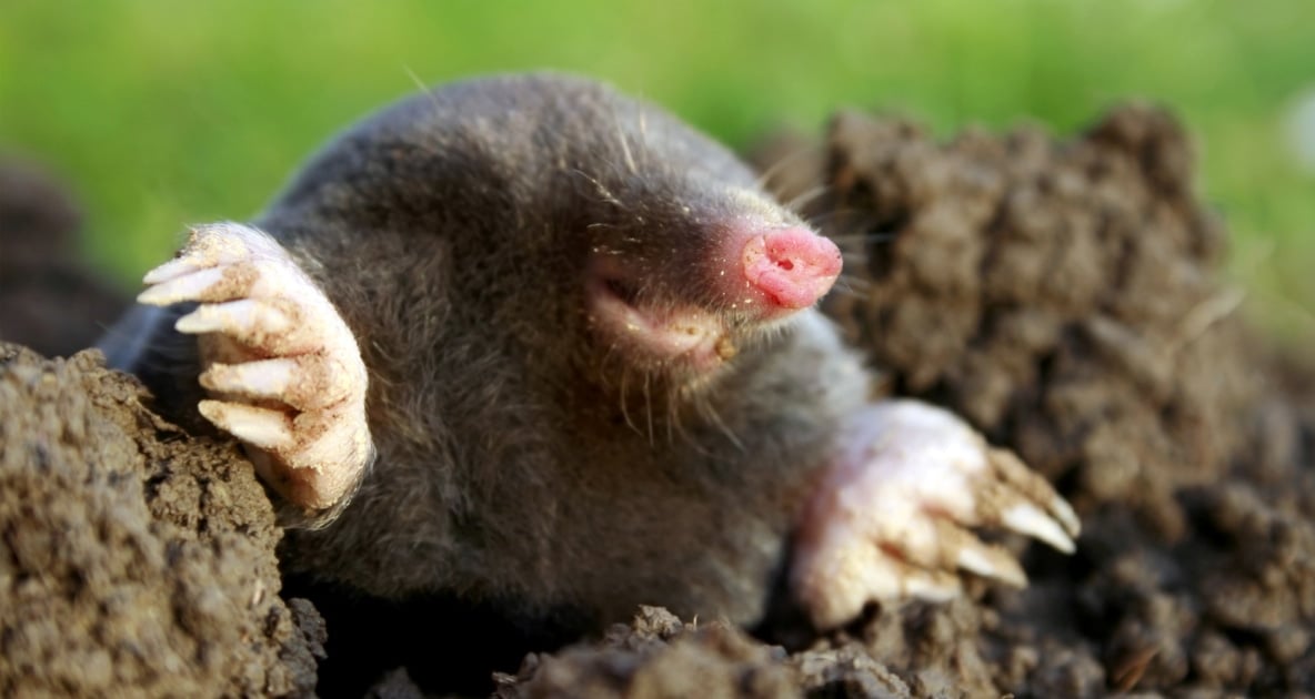 European mole - Moles