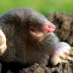 European mole - Moles