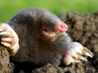 European mole - Moles