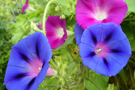 September birth flower, morning glory flower.