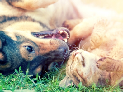 Did Your Pet’s Name Make It To The Most Popular List? featured image