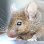 Computer mouse - Computer