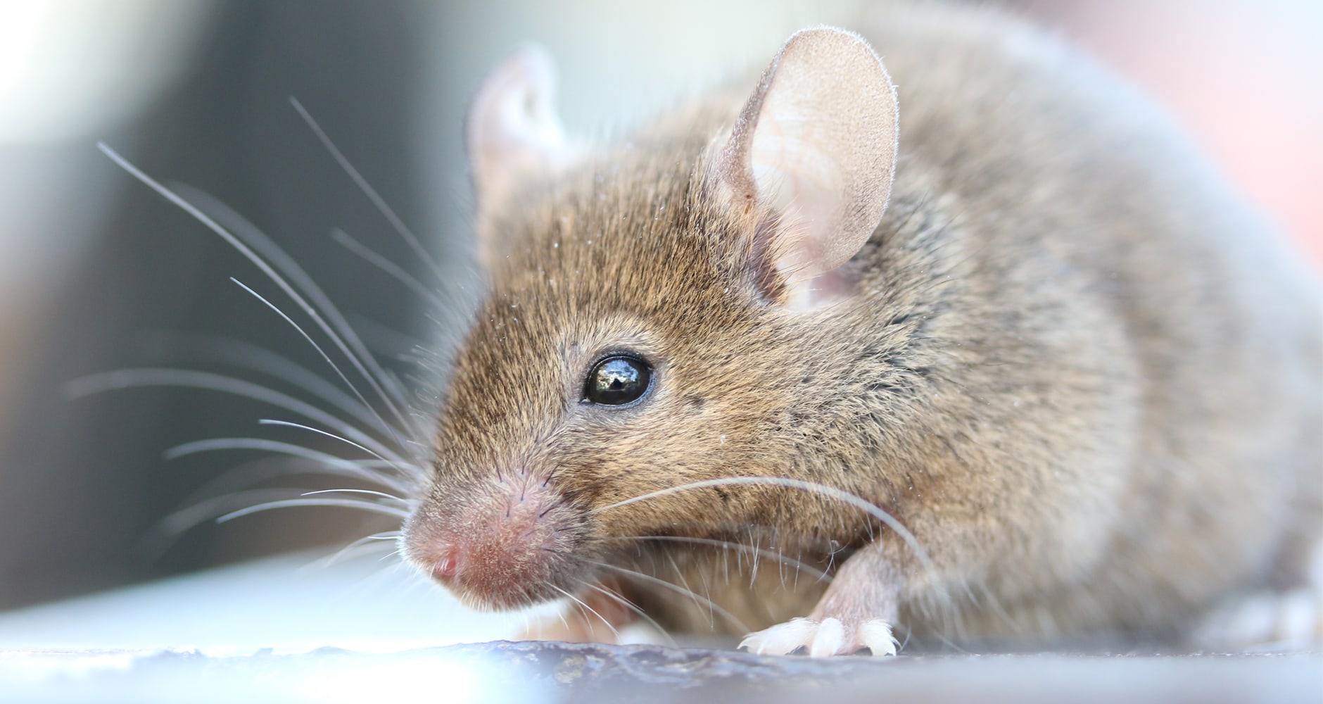 To better protect food, place rodent traps near warmth, shelter