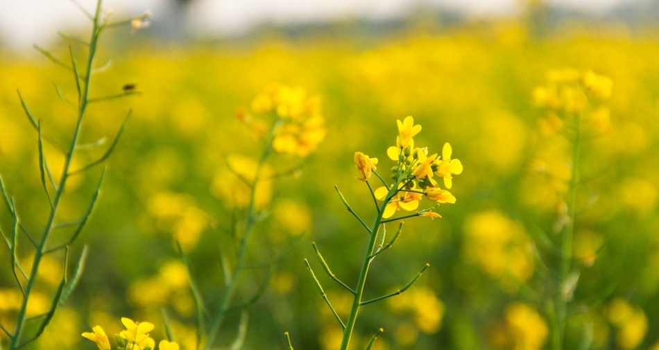 Plants - Mustard plant