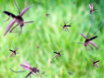 Mosquito-Repelling Plants: Fact or Fiction? featured image