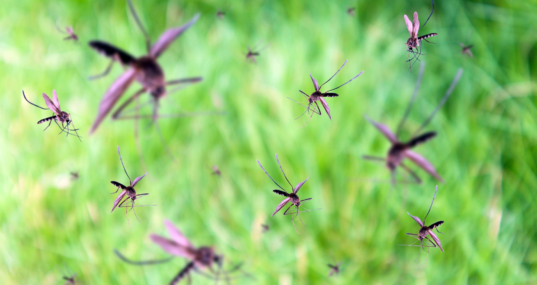 Science Discovers Sweetgrass is Natural Mosquito Repellant