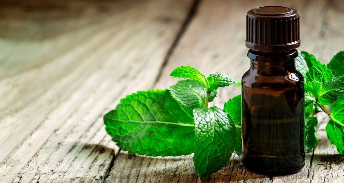 Peppermint extract - Herbal medicine