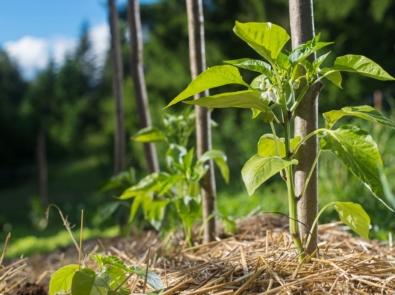 Fight Weeds Naturally by Mulching featured image