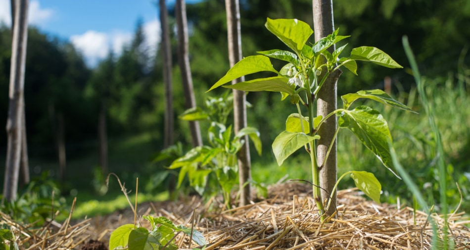 Mulch - Agriculture