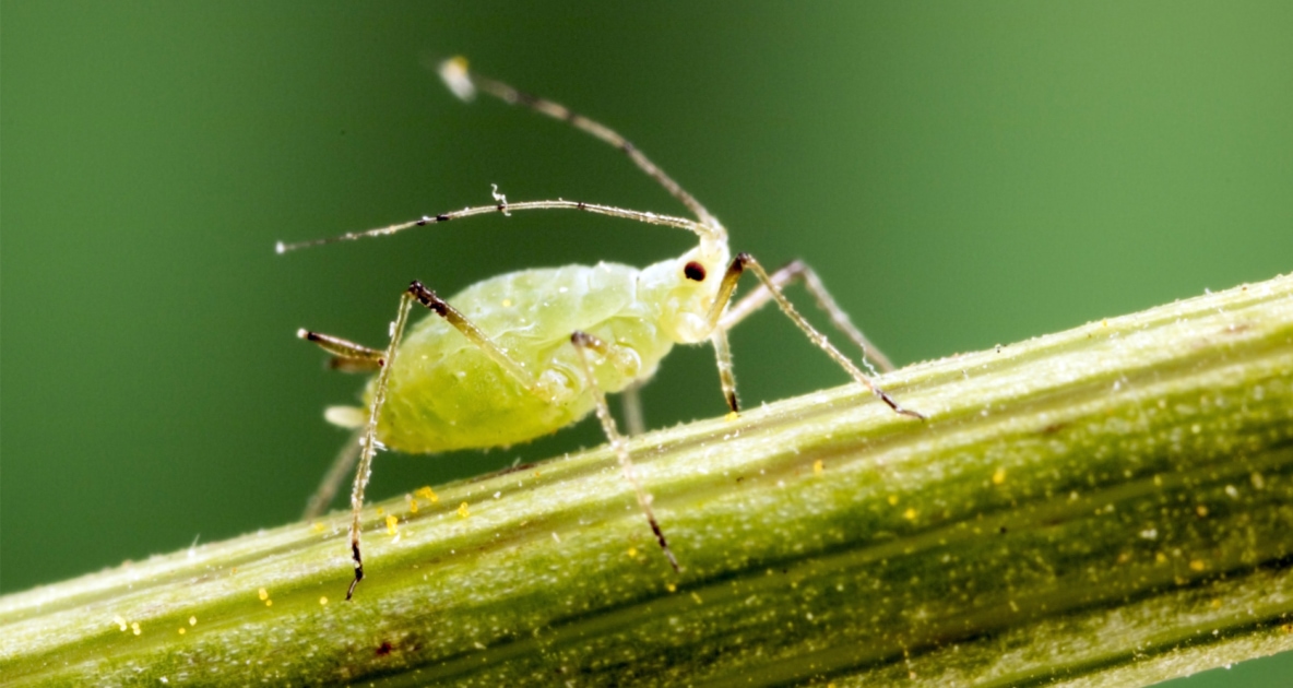 Aphid - Pest