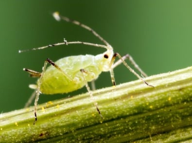 Aphid - Pest