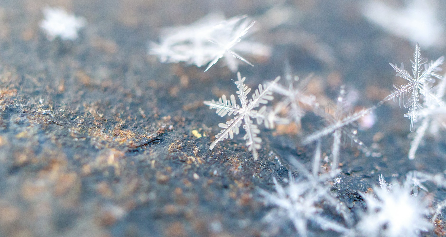 Snowflakes fallen on the ground