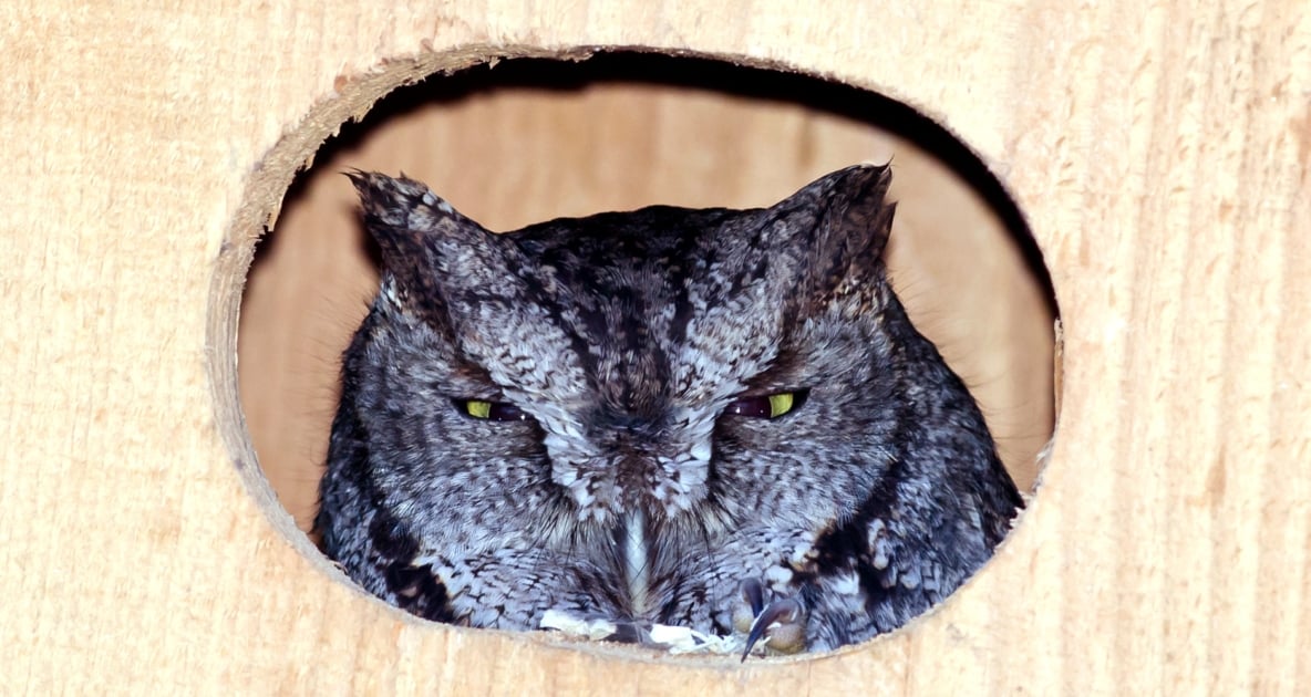 Owls - Western screech owl