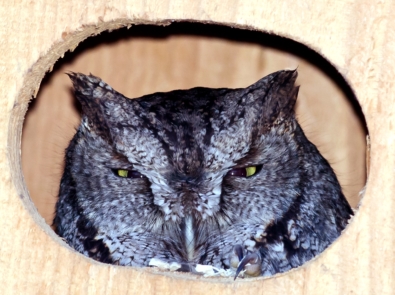 Owl Boxes: Nature’s Pest Control featured image