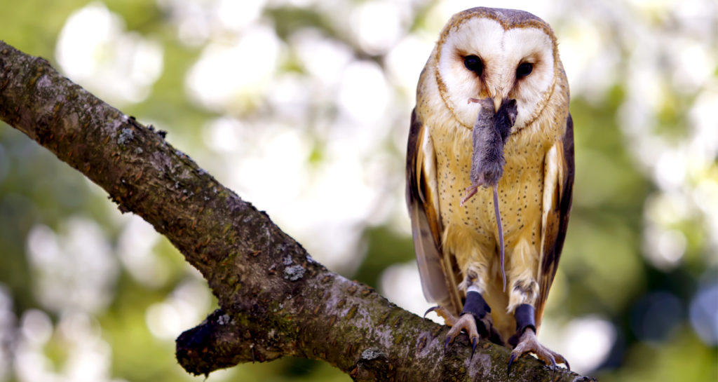 Owl boxes - photo of owl