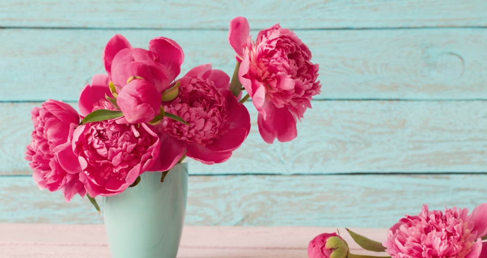 Pink peonies in a vase.