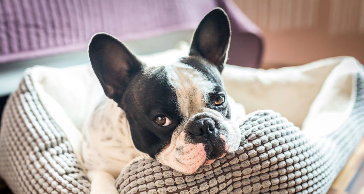 Remove Pet Stains And Odors Naturally! Farmers' Almanac Plan Your