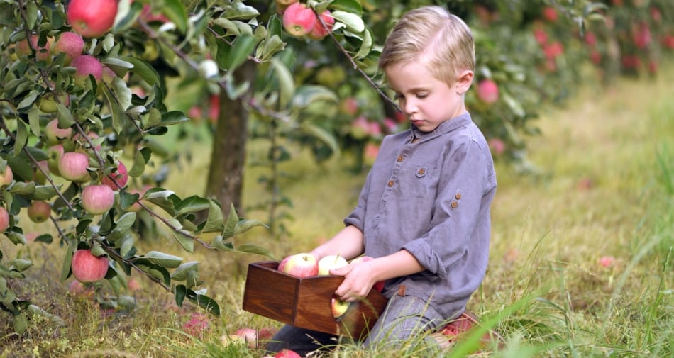 Boy holding a basket of apples.