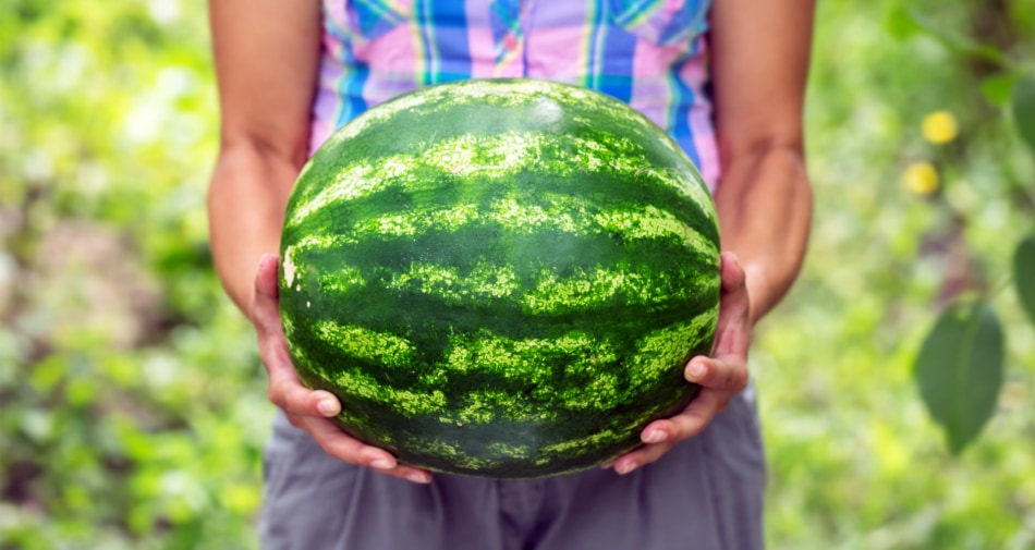 Watermelon - Melon
