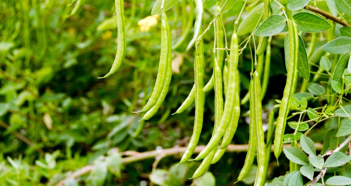 How to Grow Pole Beans - Farmers' Almanac - Plan Your Day. Grow Your Life.