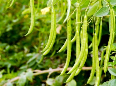 How to Grow Pole Beans featured image