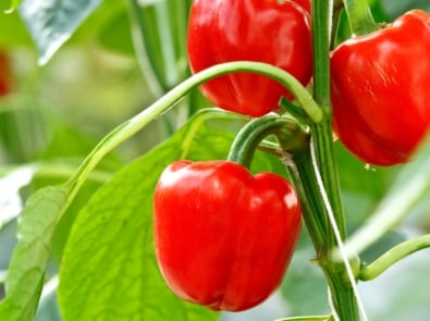 How to Grow Bell Peppers featured image