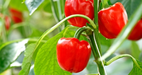 Basil is a good companion plant for peppers.